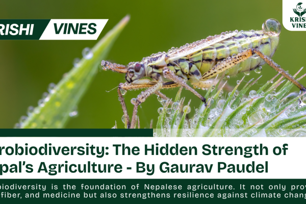 Agrobiodiversity is the foundation of Nepalese agriculture. It not only provides food, fiber, and medicine but also strengthens resilience against climate change. The country’s indigenous farming communities have maintained traditional crop varieties and livestock breeds that are well adapted to specific microclimates and local needs.