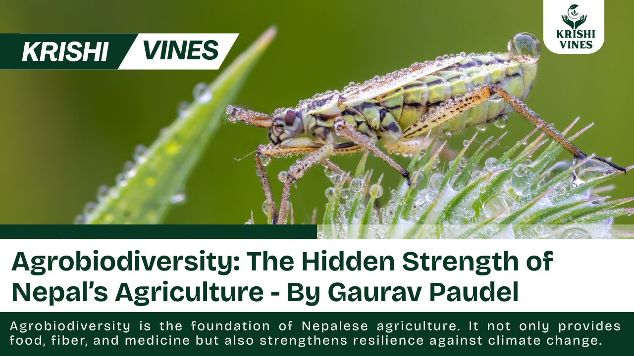 Agrobiodiversity is the foundation of Nepalese agriculture. It not only provides food, fiber, and medicine but also strengthens resilience against climate change. The country’s indigenous farming communities have maintained traditional crop varieties and livestock breeds that are well adapted to specific microclimates and local needs.