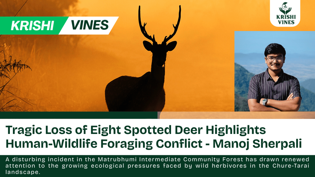 Tragic Loss of Eight Spotted Deer Highlights Human-Wildlife Foraging Conflict || Manoj Sherpali || Krishi Vines
